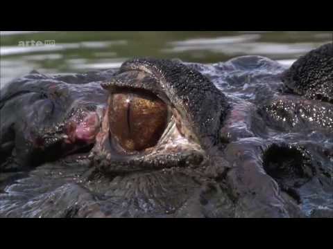 BIG FIVE SÜDAMERIKA: Der Jaguar Doku (2012)