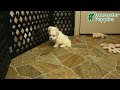 Morkie dogs for sale: Beau - Video 1