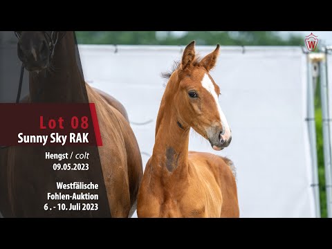 Fohlen-Auktion Lot 08 Sunny Sky RAK Hengst v. Skyline to B - Negro