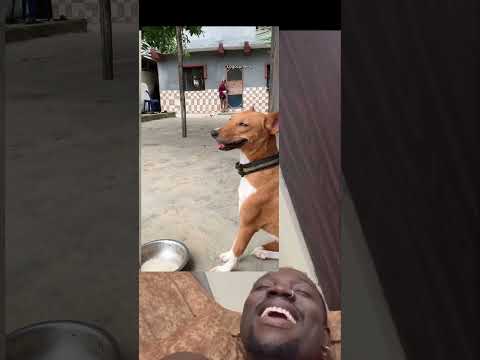 Dog too want better food ooo🤣🤣🤣 #fypシ゚viral #duet #funny #comedy #laugh