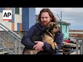 Volunteers Work To Save Dogs Left Behind In Flooded Alaska Village