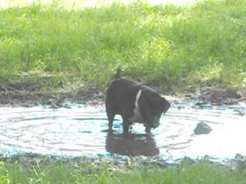 La Historia de mi perro Narciso...