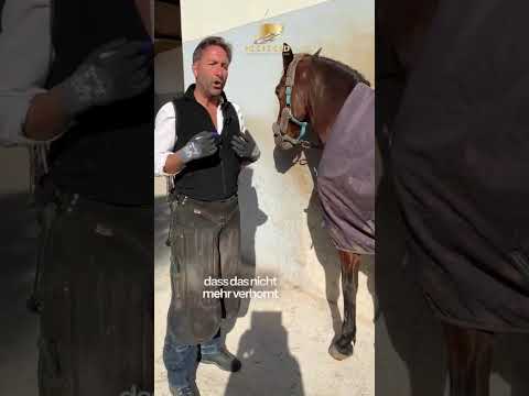 Canker in Horses Explained | Causes & Treatment
