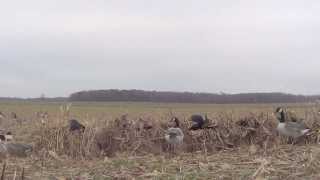 NW PA Goose Hunt. 18 Birds 10 Minutes