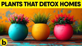 Your Home Is More Toxic Than You Think — Add These Plants NOW!