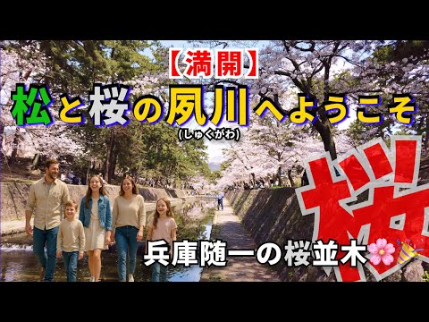【桜名所100選🎌】🌸兵庫屈指の(夙川)桜並木満開ウォーク🚶‍🚶‍✨松×桜の絶景2.8km！