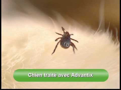 comment appliquer advantix