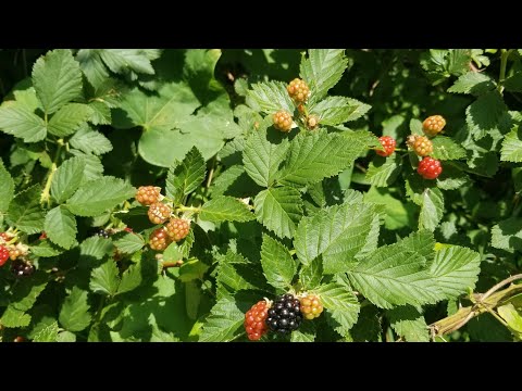 How to Forage Wild Blackberries in Your Backyard / And Propagate Sawtooth Blackberries