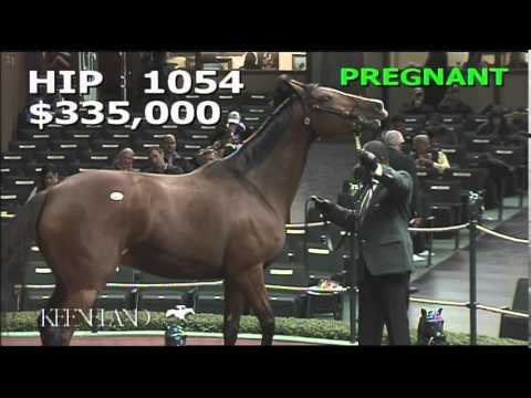2014 November Breeding Stock Sale: Hip 1054 - Harriet