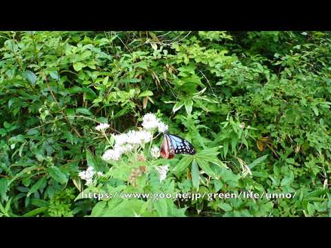 アサギマダラの飛翔　Parantica sita