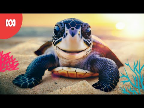 Baby turtle’s first swim | Reef School Stories