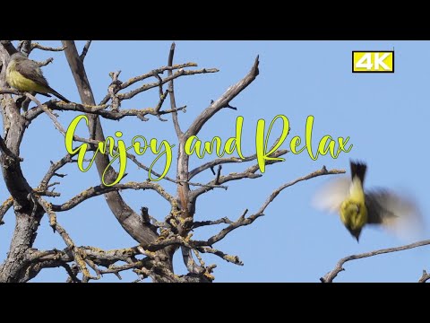Postriežkar čiernochvostý (Tyrannus verticalis) — hlas a správanie v prírode