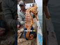 Top 4 Animals You Ll Only See Once In A Lifetime