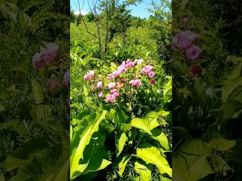 Дамасская роза- Роза маскета, чайная, масляная