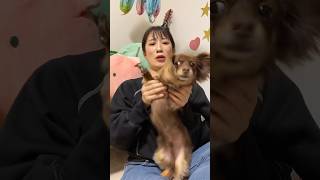 「ぱわわぷたいそう」の走るぞー！で走り出してしまう犬? #shorts