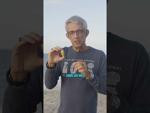 Shells with Doc Leal | Florida Cone