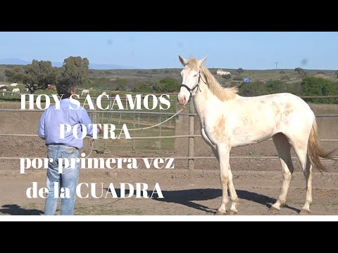 Caballo Pura Sangre Lusitano. SACAMOS POTRA de la cuadra por PRIMERA VEZ