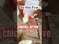🚨 What to Do Immediately When Your Day Old Chicks Arrive! 🐣✅ #poultrytips #broilerfarming