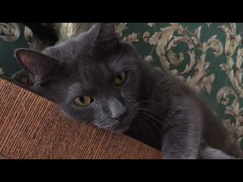 Boss Cats - Korat Cat