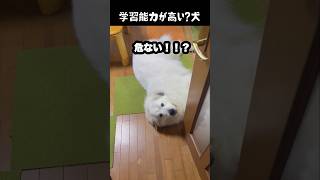 きっと学習してるはずの愛犬　#greatpyrenees #大型犬のいる生活 #大型犬 #大型犬と暮らす #グレートピレニーズ #ゴールデンレトリバー #愛犬 #犬のいる生活 #癒し