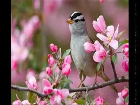 Medley Dik Dik (Il primo giorno di primavera - L'isola di Wight - Senza luce) - BluMovida Band