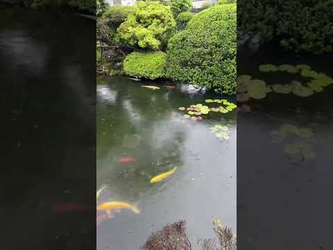 bassin-jardin-plage-bois-planetes-graminées-ornement