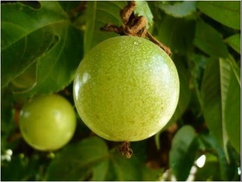 Cómo cultivar Maracuyá - TvAgro por Juan Gonzalo Angel