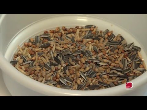 Kako nahraniti ptičice u vašem vrtu