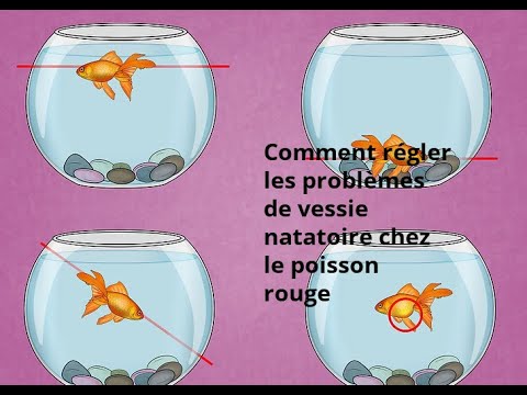 , title : 'Comment régler les problèmes de vessie natatoire chez le poisson rouge'