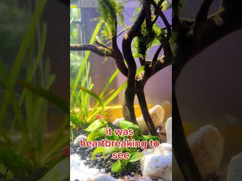 My #CherryShrimp Tragedy: The Dangers of Hang-on-Back Filters!😢🐠#AquariumTips #plants #FilterWarning