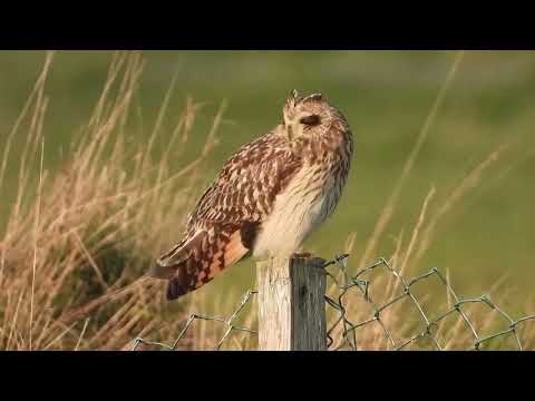 Hibou des marais par Roland OZIEL Stage de photographie animalière en Vendée