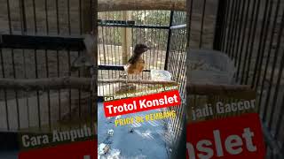 Download lagu murai batu trotol konslet sampai Telerr mp3