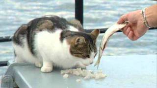 Helge Schneider - Der Hering