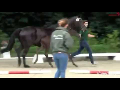 Hengstfohlen v. Morricone a.d. Dirty Dancing v. Donnerhall-Feiner Stern-Wendekreis