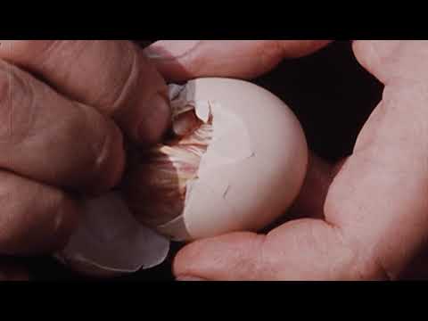 Horst Stern - Bemerkungen über das Haushuhn