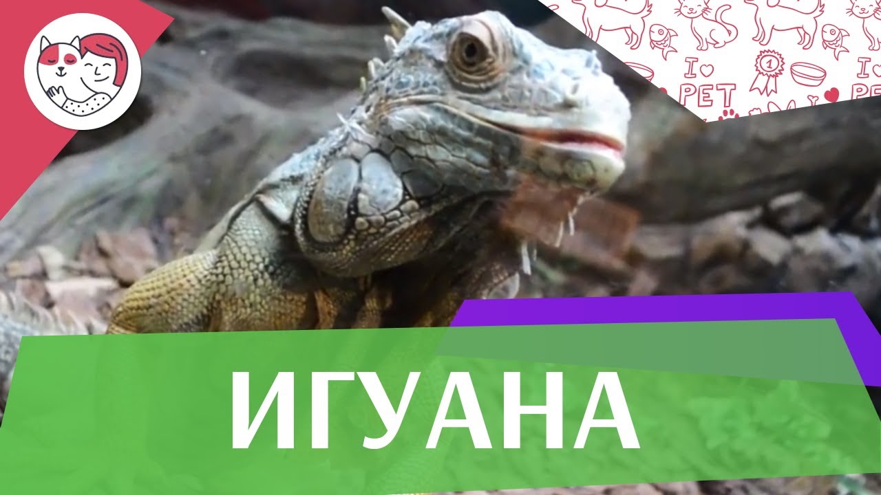 Игуана Органы чувств на ilikepet