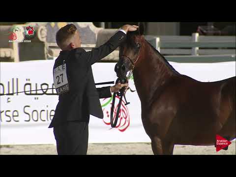 N 27 E S  ZEINAH   UAE Nationals 2019