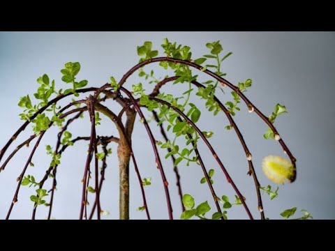 Hand Grafted Weeping Pussy Willow, First Months At Home February 22, 2021