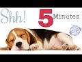 Sound To Make Your Dog Sleep Within 5 Minutes Dog Hypnosis