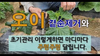 오이 곁순 제거와 초기 관리 이렇게 하면 마디마다 주렁주렁 달립니다.  #오이 가꾸기 #오이 곁순 제거 #오…