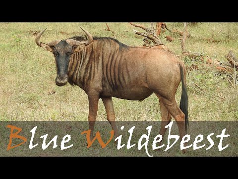 Blue Wildebeest Animal Call | Brindled Gnu Sound | Great Migration Animals | Stories Of The Kruger