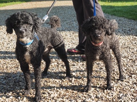 Richard & William, an adopted Poodle in Belleville, ON_image-1