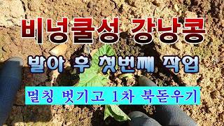 [텃밭농부 2,179]  비넝쿨성 강낭콩. 발아 후 멀칭 벗기고 첫작업! #강낭콩재배