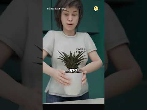 Cum să replantezi un ananas. #romania    #facts     #curiosidades     #fyp