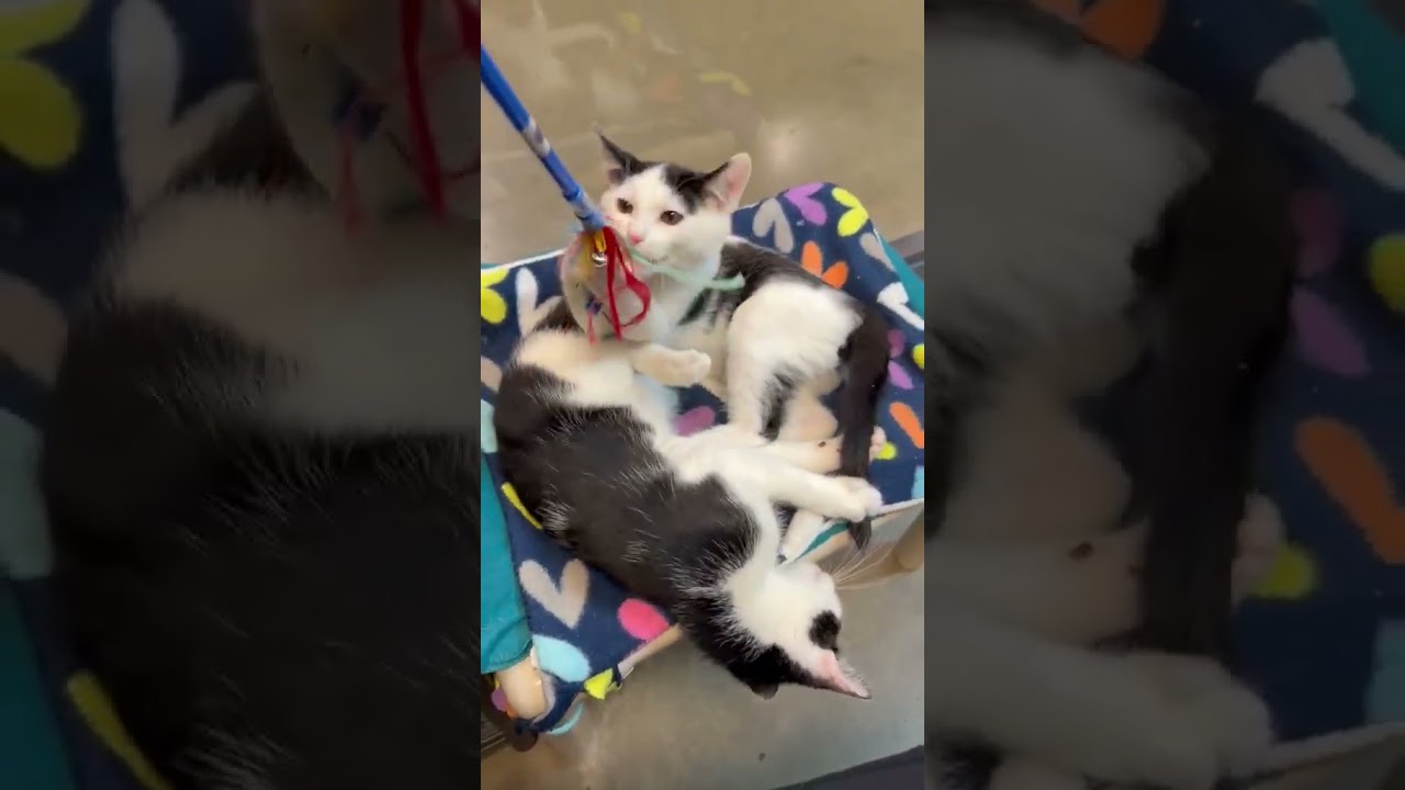 Enlarge Franklin, a Adopted Tuxedo in Woodinville, WA video 6/6