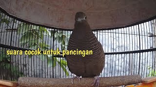 Download lagu Perkutut cemani gacor- suara cocok untuk pancingan semua jenis perkutut. mp3