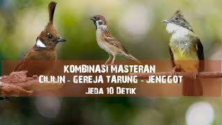 Download lagu Masteran Mewah | Cililin - Gereja Tarung - Cucak Jenggot  mp3