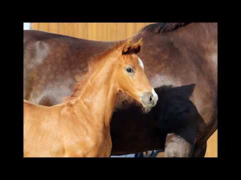 *2017 Hengstfohlen von Le Vivaldi - Brentano II  SOLD!!!