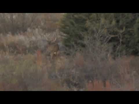 monster-buck-300-yards-out