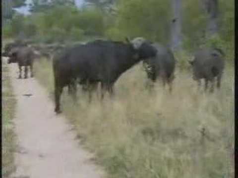 Cape Buffalo Herd Pt.1